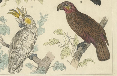 Set of 2 Antique Prints of Parrots, Lories and other Birds, close-up 3