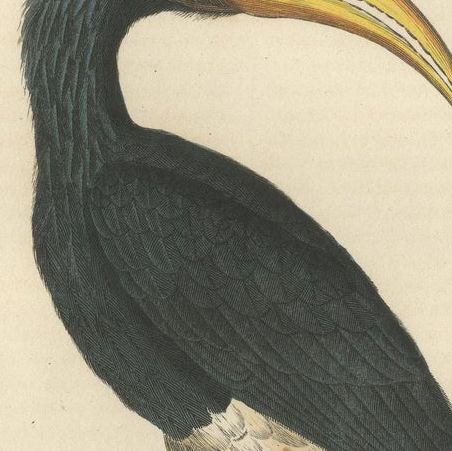 Amazing Original Bird Print of the Rhinoceros Hornbill, close-up 3