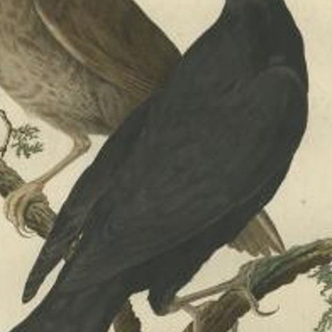 Antique Bird Print of the Common Blackbird by Sepp & Nozeman, 1770, close-up 1