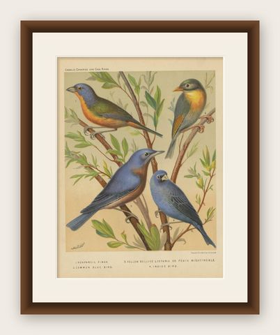 Antique Bird Print of Pin-Tailed Parrot Finch, Yellow Billed Leiothrix and Other, shown framed