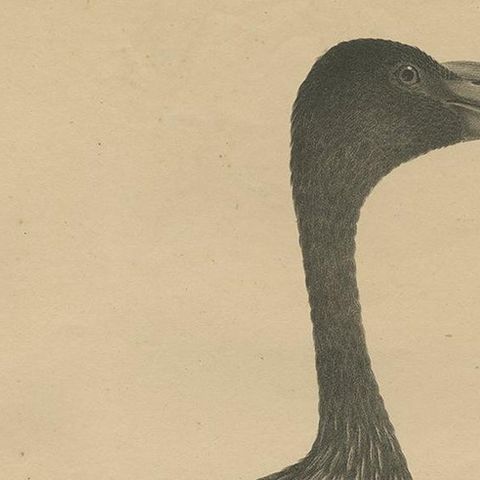 Antique Bird Print of the African Openbill by Goldfuss, circa 1824, close-up 1