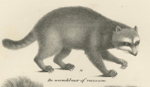 19th-Century Lithograph of a Raccoon and Bear, Stunning Natural History Print, close-up 5