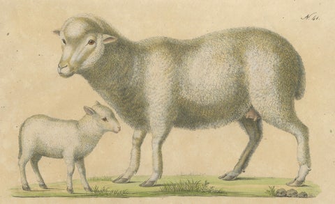Spanish Sheep, Ewe, Lamb & Ram, Brodtmann Lithograph, 1816, close-up 2