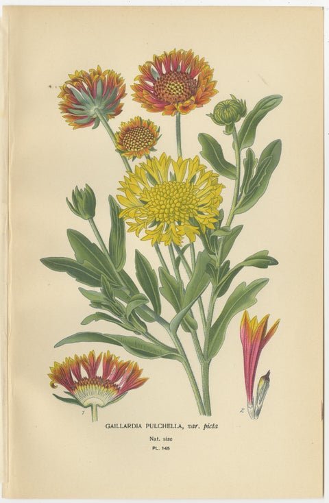 Botanical Prints: French Marigold, African Marigold & Gaillardia Pulchella, 1897, view 4