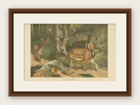 Fallow Deer, Antique European Wildlife Chromolithograph, 1894, shown framed