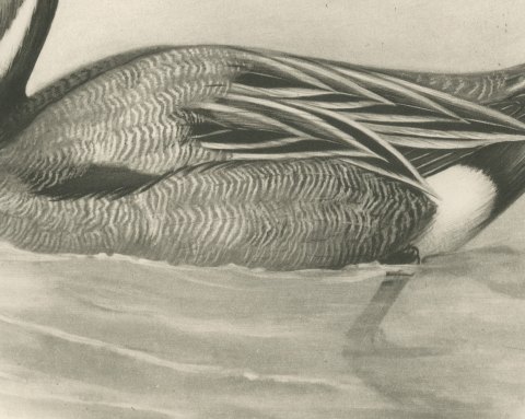 Pintail Drake Swimming, Plate CLXXIV after Lilian Medland, c. 1909, close-up 2