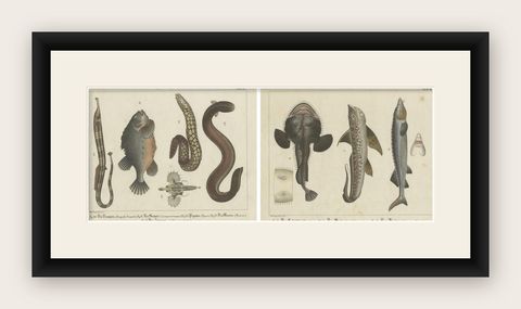 Antique Fish Prints, Engraved Plates of Rare Species, Hand-Colored, c.1821, shown framed