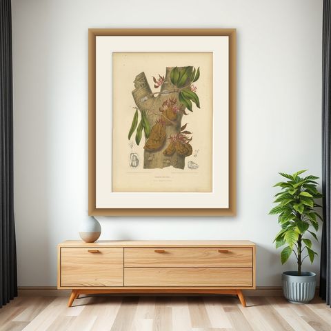 Original Antique Botanical Chromolithograph of Namnam Tree, c. 1880, shown framed on a wall