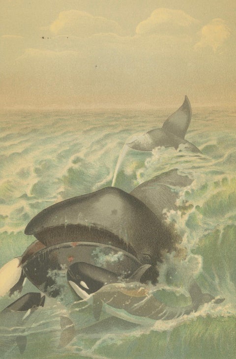 Greenland Whale, Antique Marine Chromolithograph, Royal Natural History, 1894, close-up 2