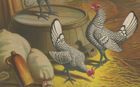 The Silver-Laced Bantam - A Rare 19th Century Poultry Lithograph, close-up 2