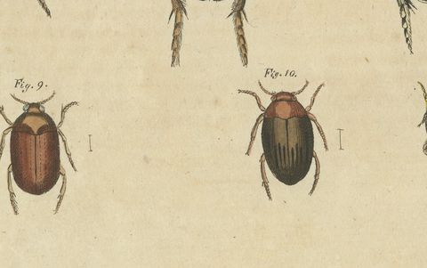 Diving Beetles and Water Beetles with Larva, Antique Bertuch Print, circa 1815, close-up 2
