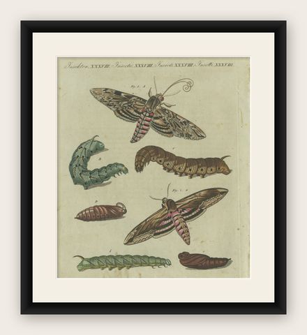 Moth Life Cycle: Handcolored Engraving from Bertuch's Encyclopedia, 1805, shown framed