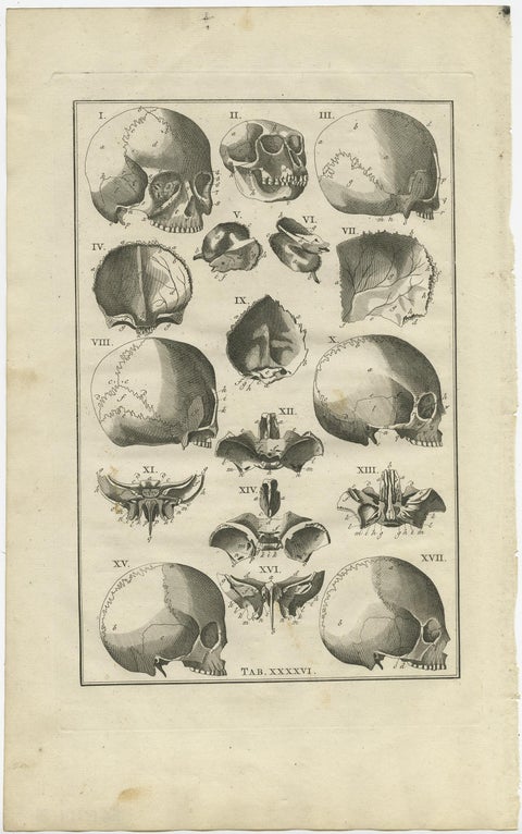 Antique Anatomy Print of the Head, Also Includes the Head of a Monkey, 1798, view 2