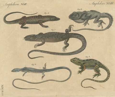 Five Exotic Lizards, Antique Bertuch Print, Vienna, circa 1820