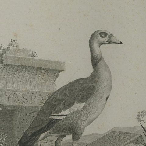 Antique Print of an Egyptian Goose by Miger 'c.1808', close-up 2