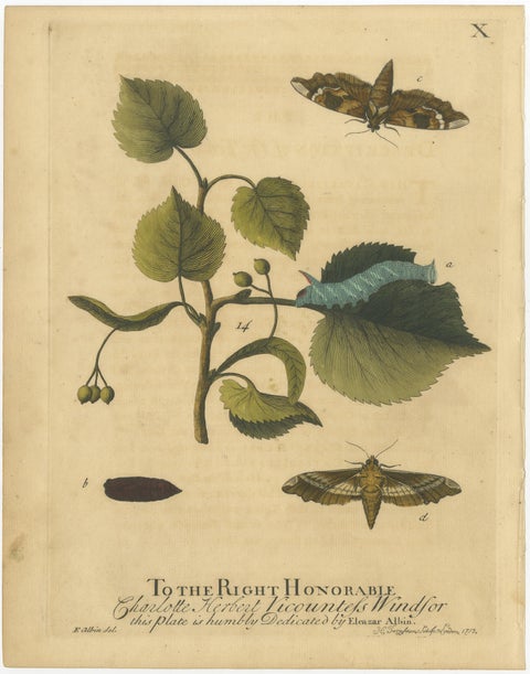 English Hawk & Tiger Moths, Hummingbird Hawk, Garden Tiger, Albin 1720, view 3