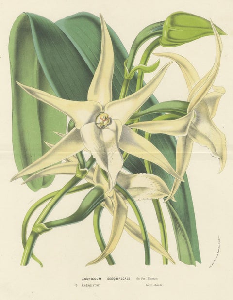 Comet Orchid (Darwin's Orchid): Hand-Colored Lithograph by Louis van Houtte 1855, close-up 1