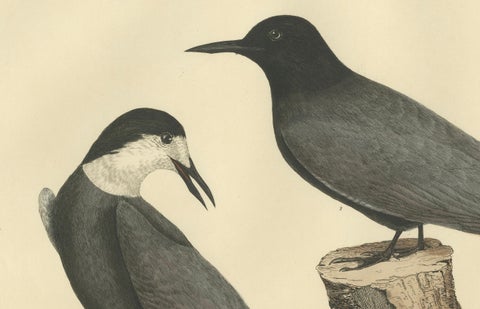 Large Engraving by Selby of The Black Tern in Seasonal Transformation, 1826, close-up 3