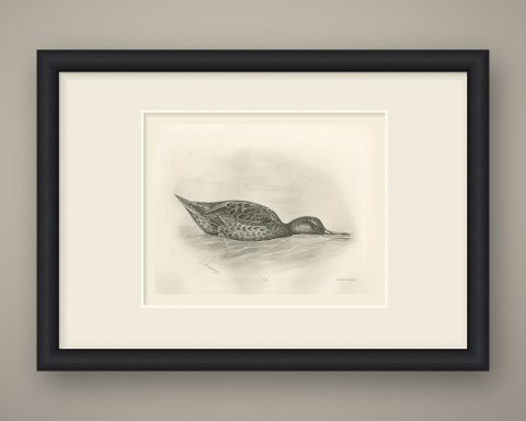 Shoveler Duck Feeding at the Surface after Lilian Medland, c. 1909, shown framed