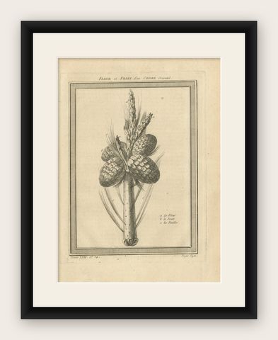 Antique Print of the Flower and Fruit of an Oriental Cedar, 1768, shown framed