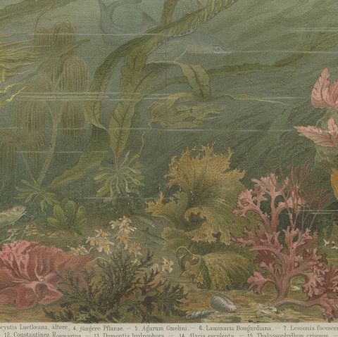 Antique Print of Various Algae by Meyer 'c.1895', close-up 2