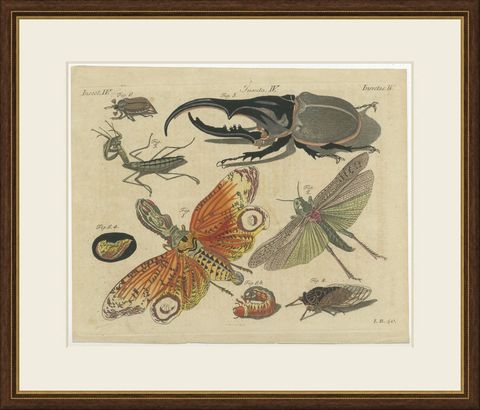 Hercules Beetle and Lantern Fly, Antique Bertuch Print, Vienna, circa 1805, shown framed