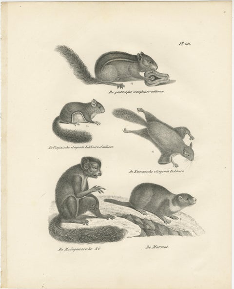 Antique Lithographs of Squirrels & Flying Squirrels, 19th Century, view 3