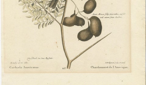Bird Print of an American Goldfinch on a Branch Engraved and Hand-Colored, 1749, close-up 1