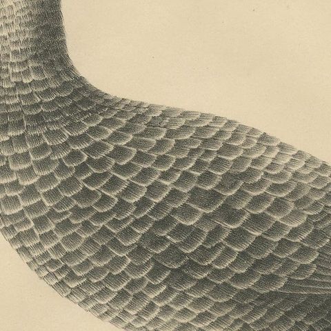 Antique Bird Print of a Weka by Severeyns 'c.1850', close-up 2