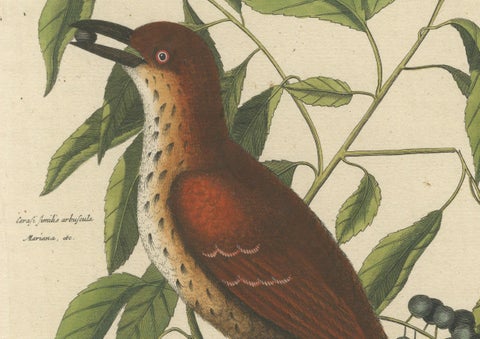 Original Antique Hand-Colored Engraving of The Fox-Colored Thrush, 1749, close-up 3