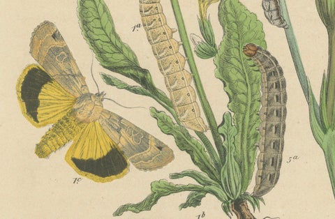 Owl Moths: Lover's Knot and Heart and Dart Lithograph by Kirby, 1882, close-up 1