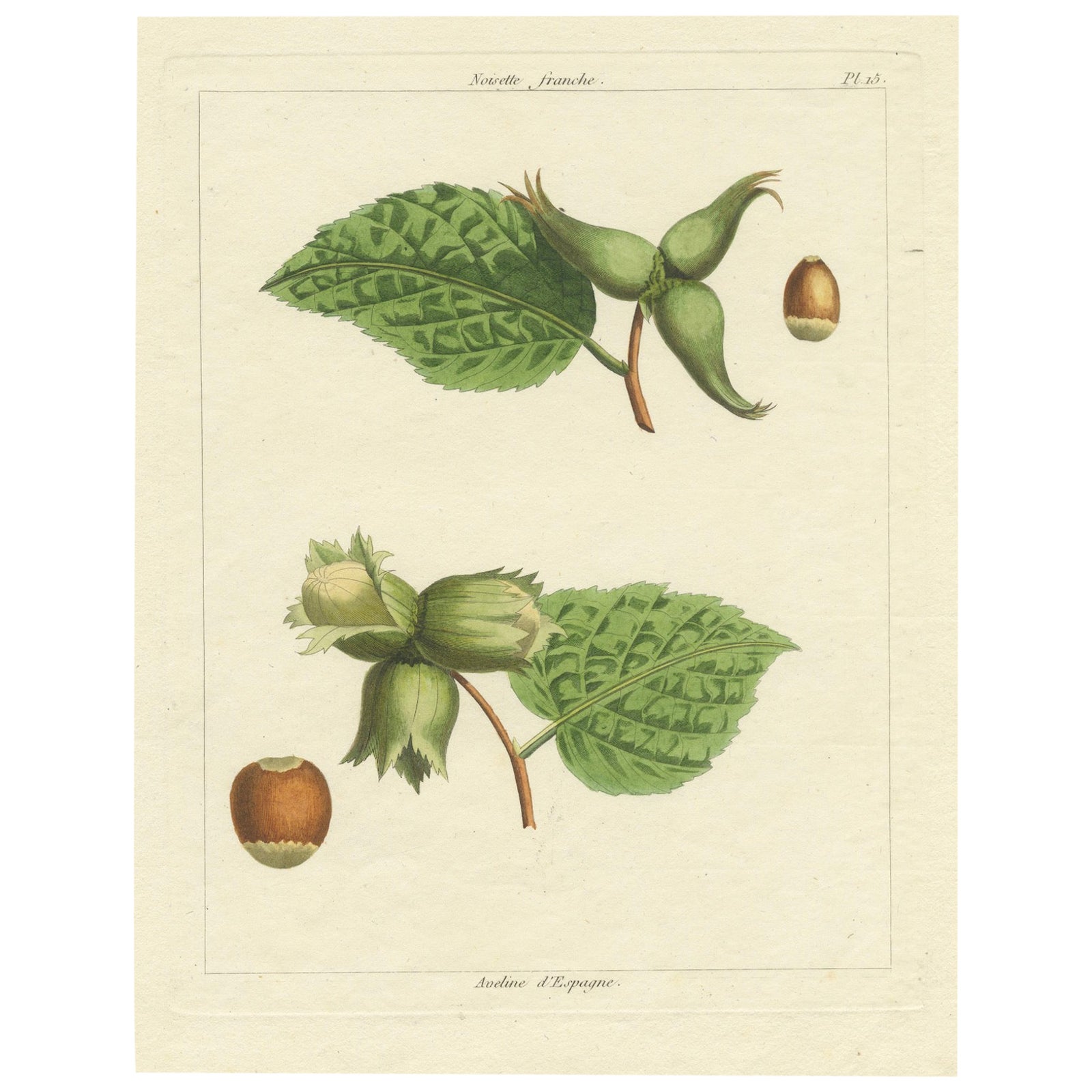 Botanical Print: Common & Spanish Hazelnut, Le Jardin Fruitier, 1821