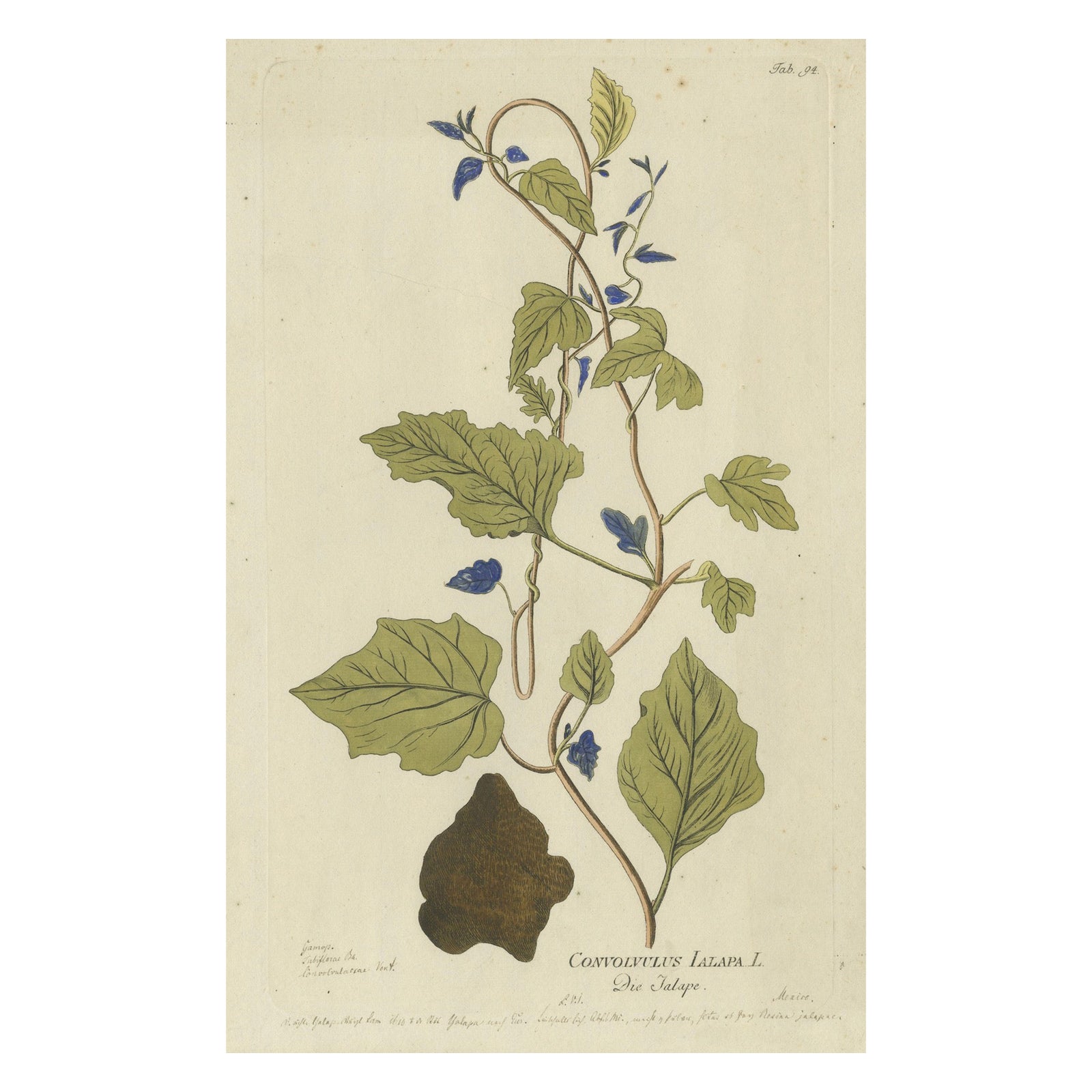 Convolvulus Jalapa Botanical Engraving - Icones Plantarum Medicinalium, 1788