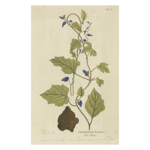 Convolvulus Jalapa Botanical Engraving - Icones Plantarum Medicinalium, 1788