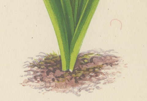 Yellow Saxifrage and Siberian Squill, Hand-Coloured Botanical Print, 1874, close-up 1