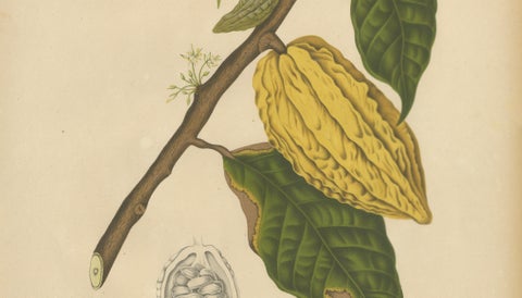 Antique White Cacao Botanical Chromolithograph by Hoola van Nooten, c. 1880, close-up 4