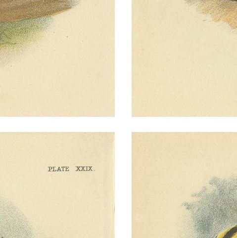 Set of 4 Antique Prints of Guenon Monkey Species by Lloyd, 'circa 1894', close-up 2