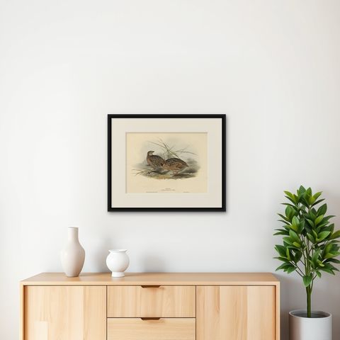 Beautiful Antique Hand-Colored Bird Print of the Common Quail by Gould, 1832, shown framed on a wall