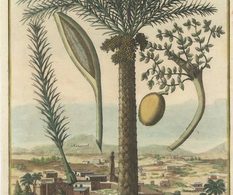 Rare Botanical Date Palm Engraving by J.C. Volkamer, Nazareth, 1713, close-up 1