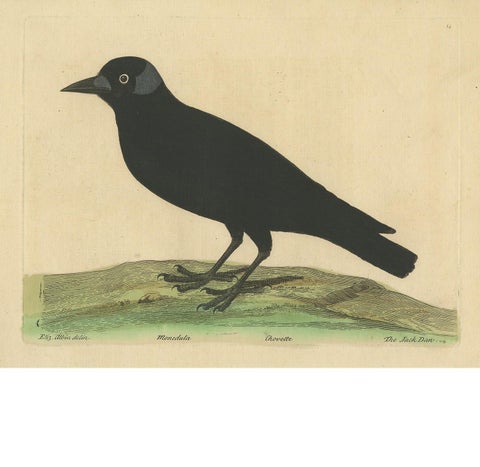 Antique Bird Print of the Western Jackdaw by Albin 'circa 1738', view 2