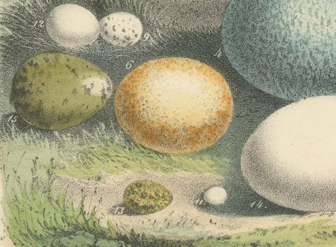 Global Bird Eggs: An 1857 Study of Avian Diversity - Hand-Coloured Lithograph, close-up 2