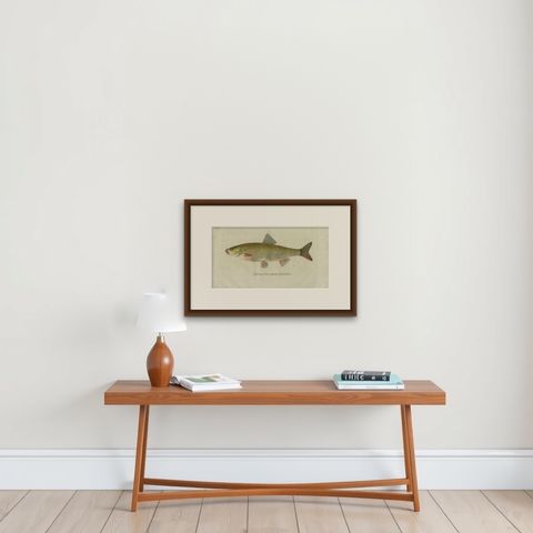 Antique Fish Print 'Cyprinus Nasus' by C. von Meidinger, 1785, shown framed on a wall