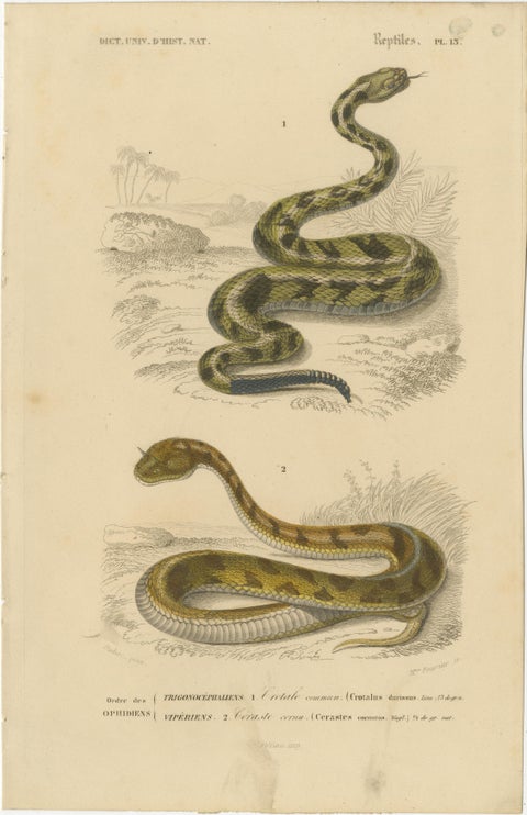 Snake Print of Rattlesnake and Horned Viper, c.1850, by Orbigny, view 2