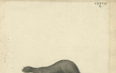 Antique Engraving of a European Mink (Mustela vison B.), Nußbiegel, ca.1800, close-up 3