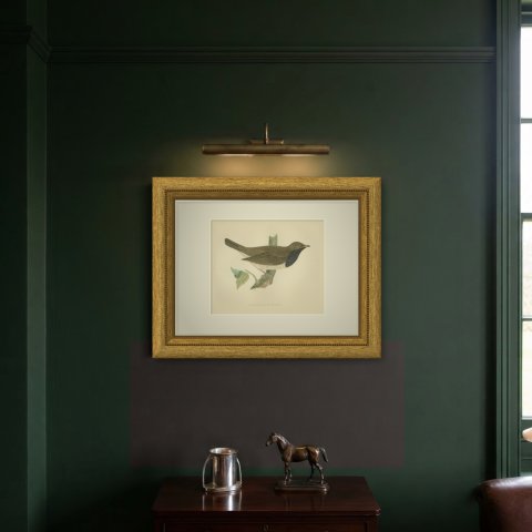 Black Throated Thrush with Leaves, Antique Hand Colored Print, 1896, shown framed on a wall