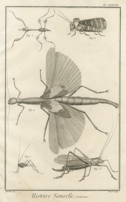 Set of Three Antique Engravings of Insects from Diderot’s Encyclopédie, ca. 1770, close-up 2