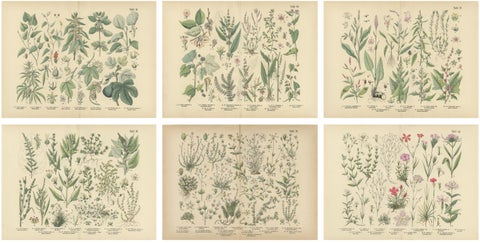 Antique Botanical Prints Set, German Wildflowers Atlas Plates, Stuttgart 1885
