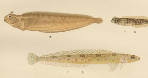 Gurnard, Butterfish, Blenny and Eelpout - 1895 Scandinavian Fish Lithograph, close-up 3