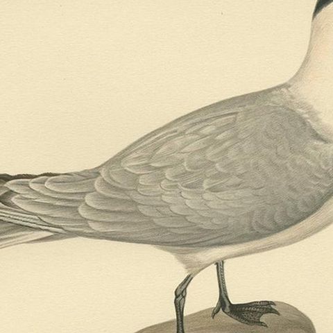 Antique Bird Print of the Caspian Tern by Von Wright, 1929, close-up 2