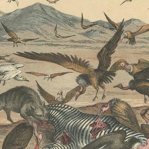 Antique Print of a Zebra Hunt with Hyena species and many Vultures, 'c.1860', close-up 2